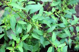 Attēlu rezultāti vaicājumam “Chenopodium polyspermum var. acutifolium”