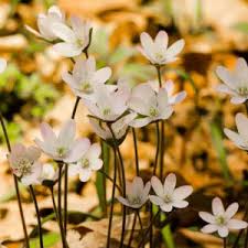 Attēlu rezultāti vaicājumam “Hepatica nobilis leaf”