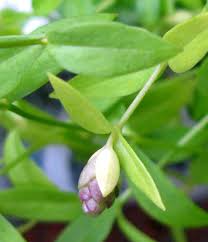 Attēlu rezultāti vaicājumam “Stellaria crassifolia”
