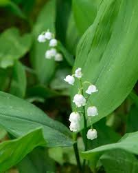 Attēlu rezultāti vaicājumam “Convallaria majalis leaf”
