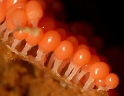 Attēlu rezultāti vaicājumam “Heterotrichia ferruginea (syn. Arcyria ferruginea)”