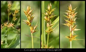Attēlu rezultāti vaicājumam “Carex spicata”