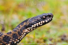 Attēlu rezultāti vaicājumam “Vipera berus adult”