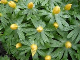 Attēlu rezultāti vaicājumam “Eranthis hyemalis”