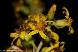 Attēlu rezultāti vaicājumam “Ligularia sibirica leaf”