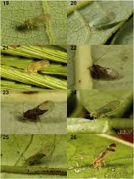 Attēlu rezultāti vaicājumam “Licea pygmaea sessile”