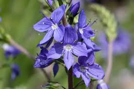 Image result for Veronica teucrium