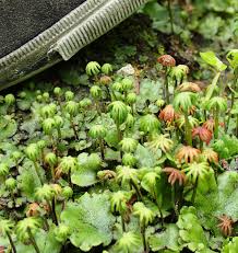 Image result for Marchantia polymorpha