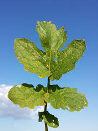 Attēlu rezultāti vaicājumam “Sinapis alba leaf”