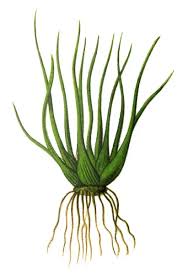 Attēlu rezultāti vaicājumam “Isoetes lacustris”