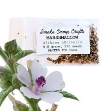 Image result for Althaea officinalis