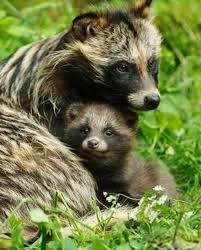 Attēlu rezultāti vaicājumam “Nyctereutes procyonoides”