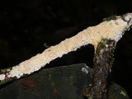 Attēlu rezultāti vaicājumam “Schizopora paradoxa”