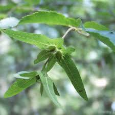 Attēlu rezultāti vaicājumam “Carpinus caroliniana male flower”