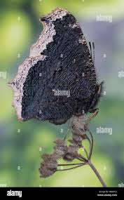 Attēlu rezultāti vaicājumam “Nymphalis antiopa underside”