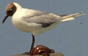 Attēlu rezultāti vaicājumam “Larus ridibundus”