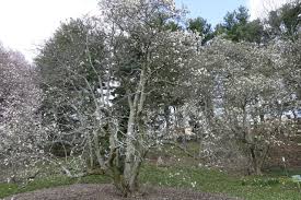 Attēlu rezultāti vaicājumam “Magnolia x loebneri”