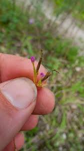 Attēlu rezultāti vaicājumam “Centaurium erythraea bud”