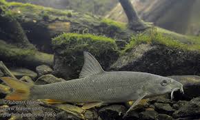 Image result for Barbus barbus