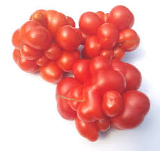 Afbeeldingsresultaat voor voyage tomato