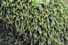 Attēlu rezultāti vaicājumam “Saelania glaucescens”