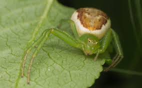 Attēlu rezultāti vaicājumam “Diaea dorsata”