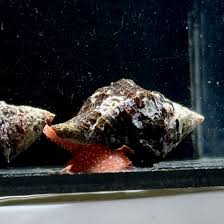 Image result for Triplofusus giganteus