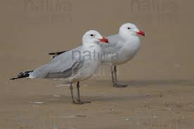 Image result for Larus audouinii