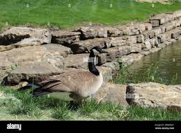 Attēlu rezultāti vaicājumam “Branta canadensis adult”