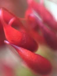 Attēlu rezultāti vaicājumam “Bryales”