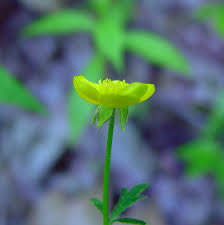 Attēlu rezultāti vaicājumam “Ranunculus bulbosus flower”