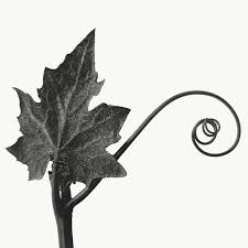 Attēlu rezultāti vaicājumam “Bryonia alba leaf”