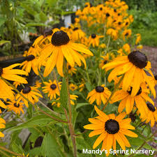 Image result for Rudbeckia fulgida