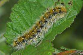 Attēlu rezultāti vaicājumam “Rhyparia purpurata”