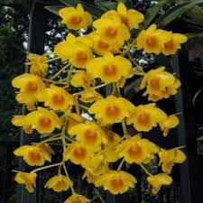 Attēlu rezultāti vaicājumam “Chrysotoxum sp.”