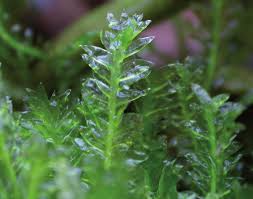 Attēlu rezultāti vaicājumam “Plagiothecium denticulatum”