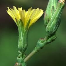 Attēlu rezultāti vaicājumam “Lactuca sativa flower”