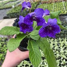 Image result for Streptocarpus