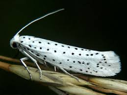 Attēlu rezultāti vaicājumam “Yponomeuta evonymella imago”