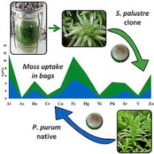 Attēlu rezultāti vaicājumam “Sphagnum palustre”