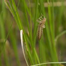 Attēlu rezultāti vaicājumam “exuvia”