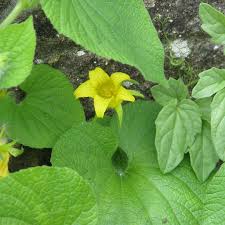 Attēlu rezultāti vaicājumam “Thladiantha dubia leaf”