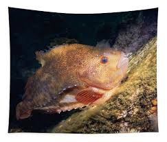 Image result for Cyclopterus lumpus