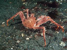 Image result for Lithodes maja