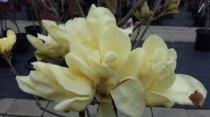 Attēlu rezultāti vaicājumam “Magnolia acuminata flower”