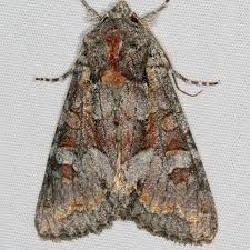 Attēlu rezultāti vaicājumam “Anthrenus sp. imago”