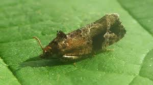 Attēlu rezultāti vaicājumam “Eudemis porphyrana”