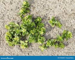 Attēlu rezultāti vaicājumam “Honckenya peploides bud”