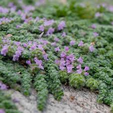 Image result for Thymus serpyllum