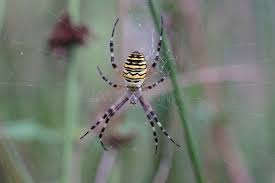 Attēlu rezultāti vaicājumam “Argiope bruennichi female”